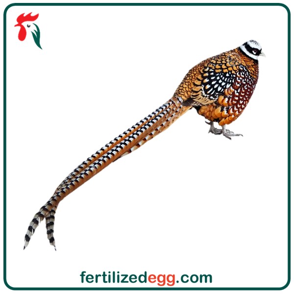 تخم نطفه دار قرقاول ریوز